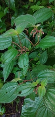 Miconia crenata