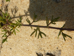Artemisia campestris maritima
