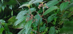 Miconia crenata