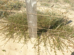 Artemisia campestris maritima