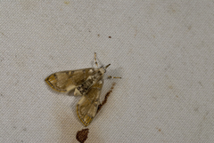 Cirrhochrista fuscusa