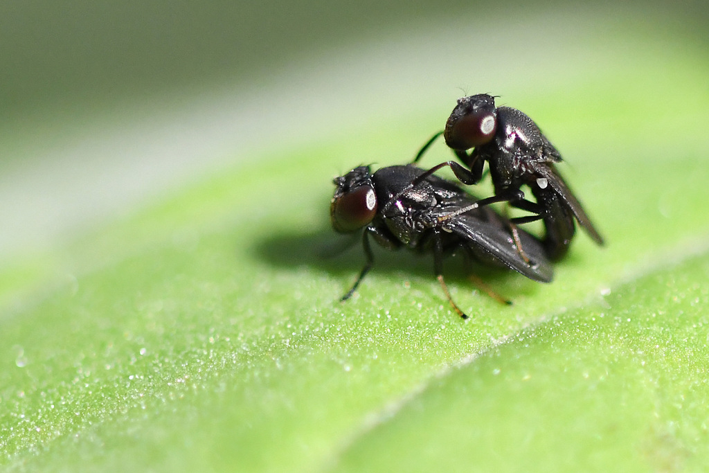 Discomyza similis