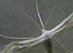 Pterophorus pentadactyla