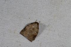 Beara tortriciformis