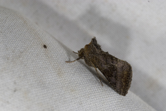 Thysanoplusia reticulata