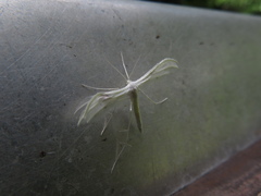 Pterophorus pentadactyla