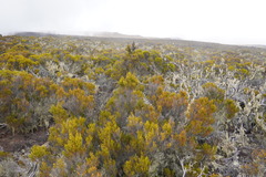 Erica reunionensis image