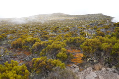 Erica reunionensis image