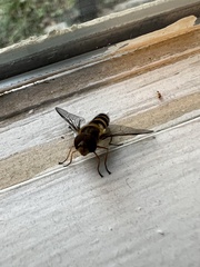 Syrphus