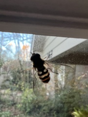 Syrphus
