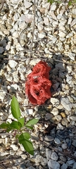 Clathrus crispus