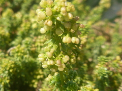 Galium arenarium