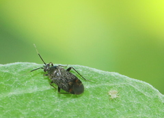 Psallus ambiguus