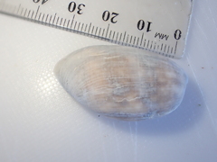 Bulla quoyii