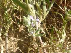 Matthiola sinuata
