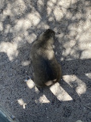 Procavia capensis capensis