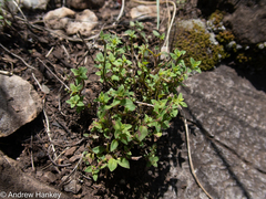 Thymus × citriodorus