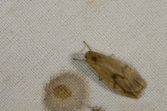 Teuloma tainebula