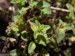 Thymus × citriodorus