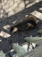 Procavia capensis capensis