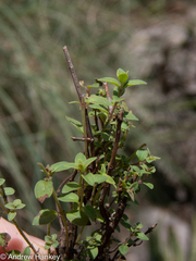 Thymus × citriodorus