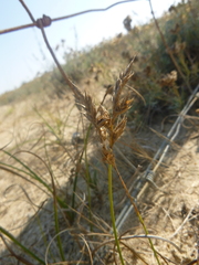 Carex arenaria