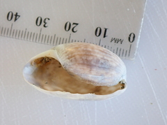 Bulla quoyii