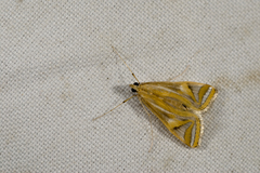 Eoophyla conjunctalis