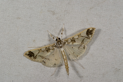 Polythlipta divaricata