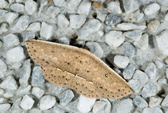 Arasada pyraliformis