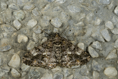 Alcis taiwanovariegata