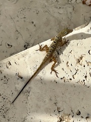 Anolis stratulus