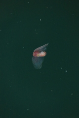 Gastropteron pacificum