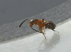 Cheiloneurus elegans