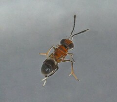 Cheiloneurus elegans