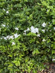 Jasminum multiflorum