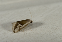 Rivula curvifera