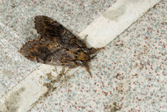 Notodonta griseotincta