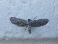 Geometridae