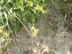 Solidago virgaurea