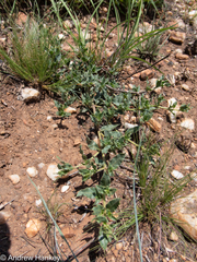 Acanthoideae