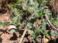 Acanthoideae