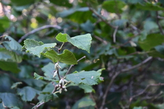 Corylus heterophylla