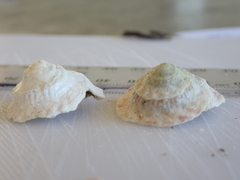 Bellastraea squamifera
