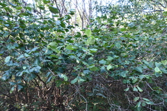 Corylus heterophylla