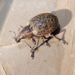 Liophloeus tessulatus