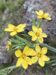Sisyrinchium palmifolium