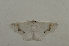 Asthena undulata