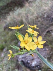 Sisyrinchium palmifolium