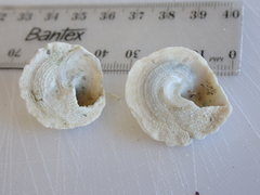 Bellastraea squamifera